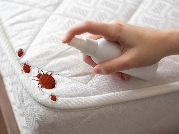 Emergency Pest Control Services in Slidell, LA